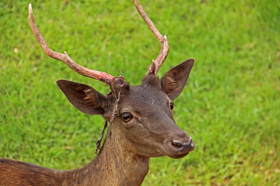 Nature field grazing