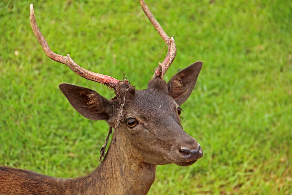 Nature field grazing photo