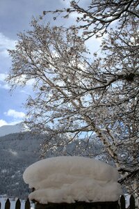 Trees switzerland tree photo