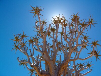 Tree sky blue