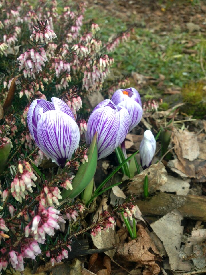 Crocus spring heather