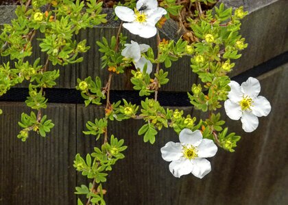 Shrub foundation plant nature
