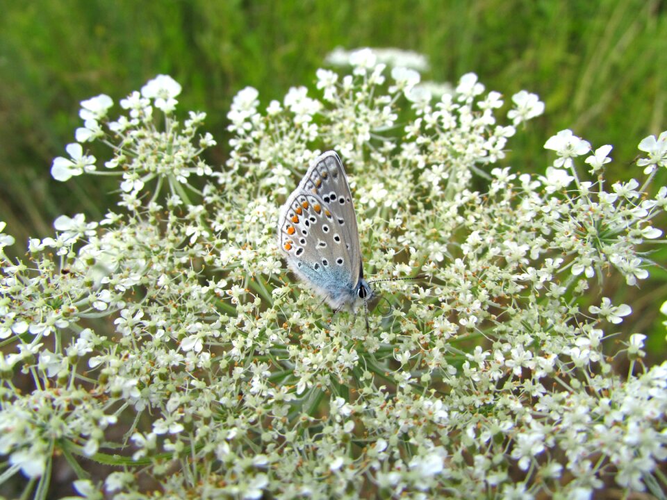 Insect animals nature