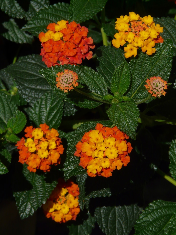 Yellow flower blossom