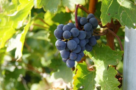 Grapevine wine red wine