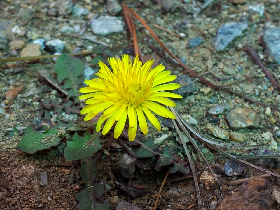 Flowers loneliness plants
