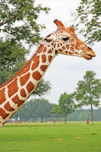 Safari zoo serengeti photo