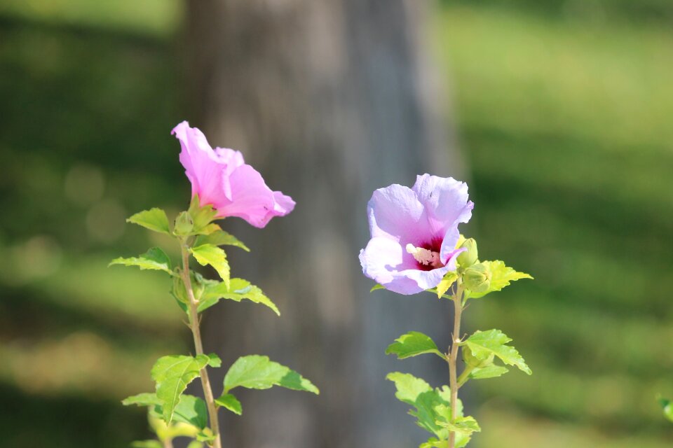 Flower plant perennial