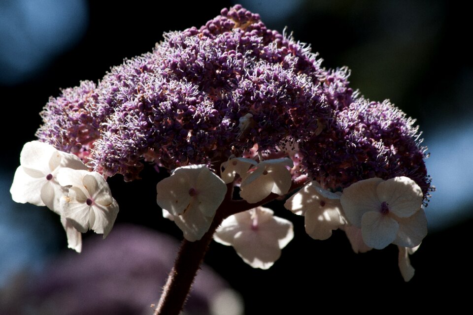 Flowers white violet