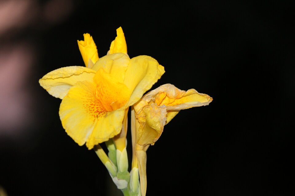 Concerning flower iris