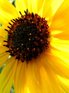 Plant summer nature