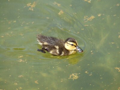 Duck duckling lake