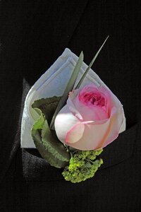 Groom handkerchief rose