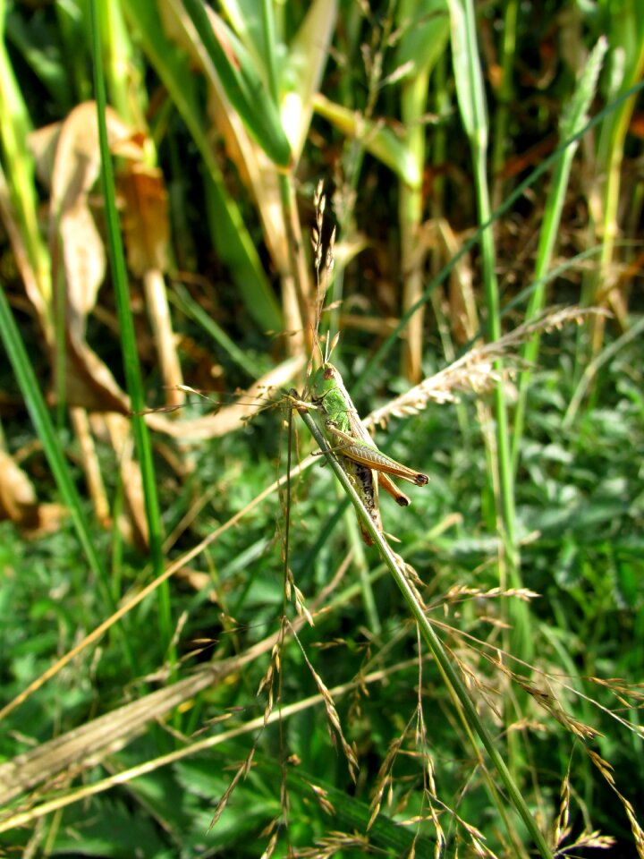 Insect summer field