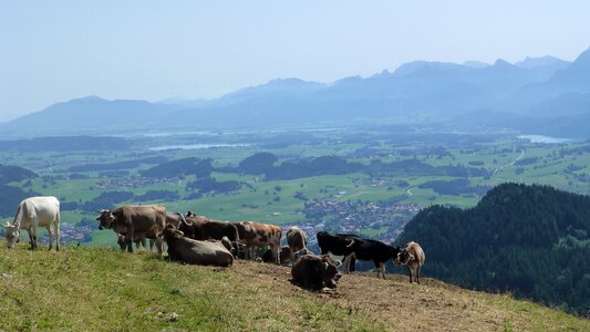 Alpe lake forggensee lake photo