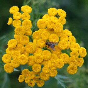 Tanacetum vulgare yellow blooms button flower