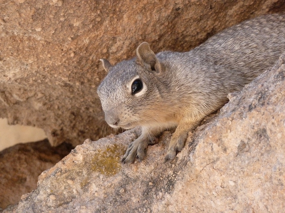 Desert rock wildlife