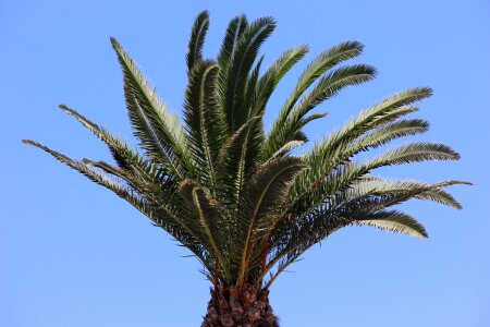 Palm tree greek concerning