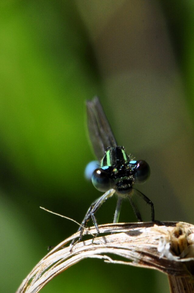 Water eyes close up