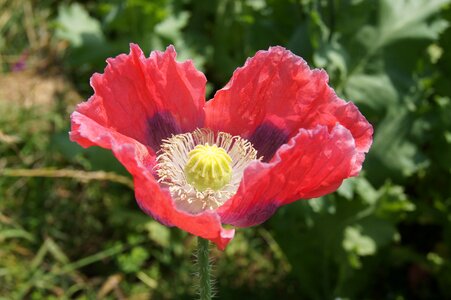 Poppy field of poppies klatschmohn