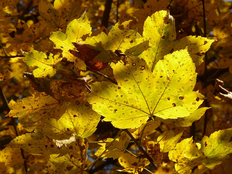 Acer deciduous tree golden autumn
