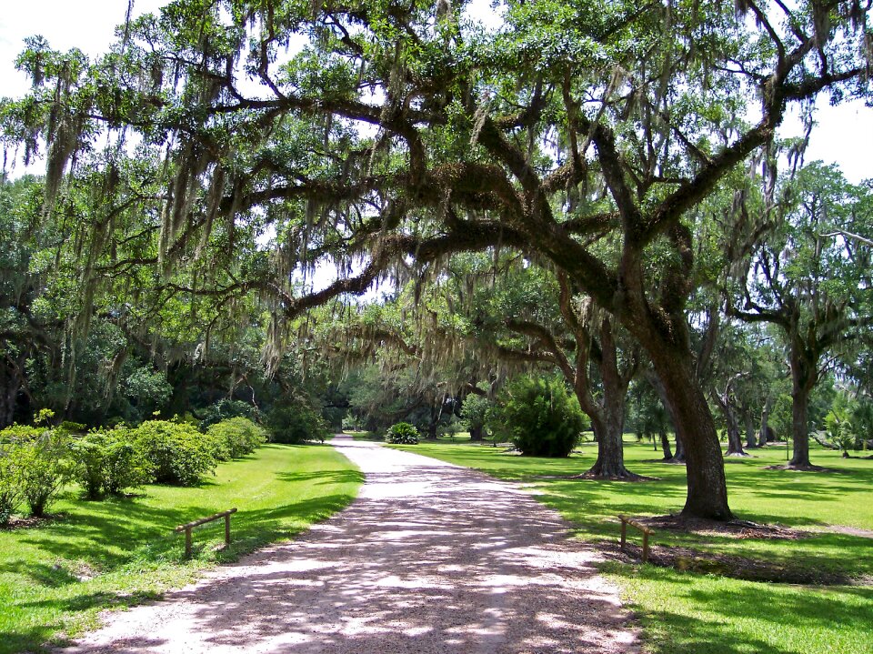 Trees path road photo