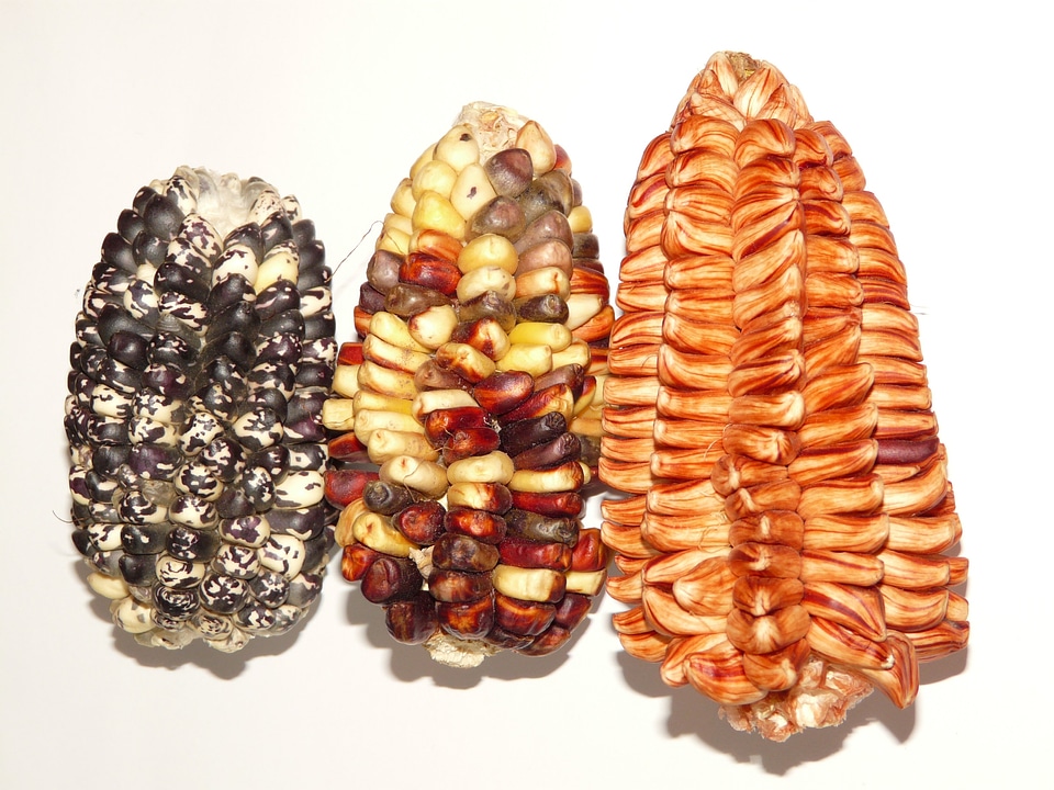 Food maize varieties maize types
