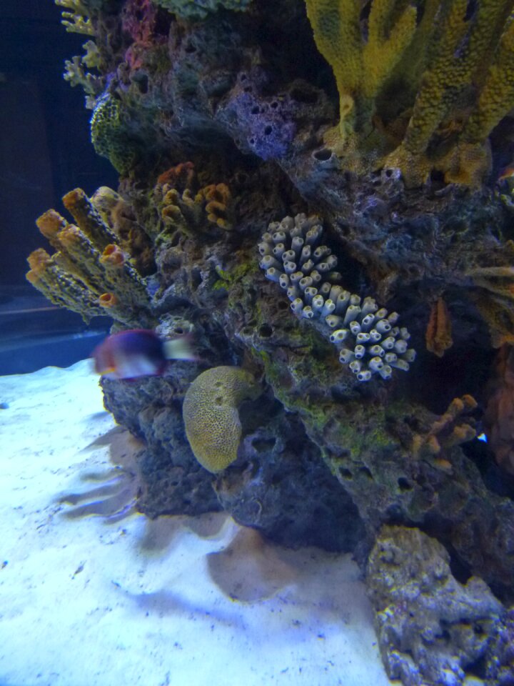Rocks sea life colorful