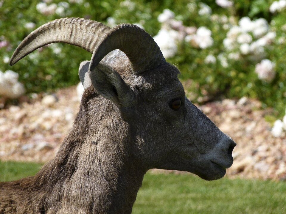 Garden animal mammal