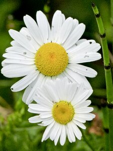Summer plant nature close-up