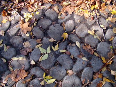 Cobblestones leaves autumn