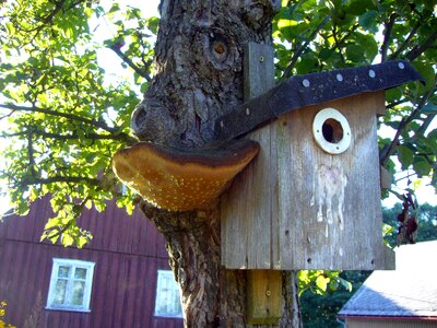 Bird mushroom tree fungus