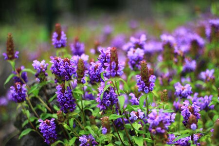 Flowers plants hyacinth