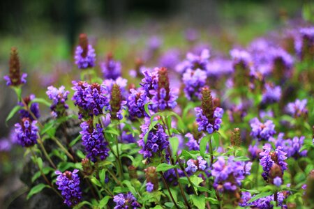 Flowers plants hyacinth photo