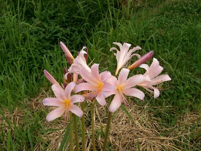 Amaryllidaceae pink flower summer flowers photo