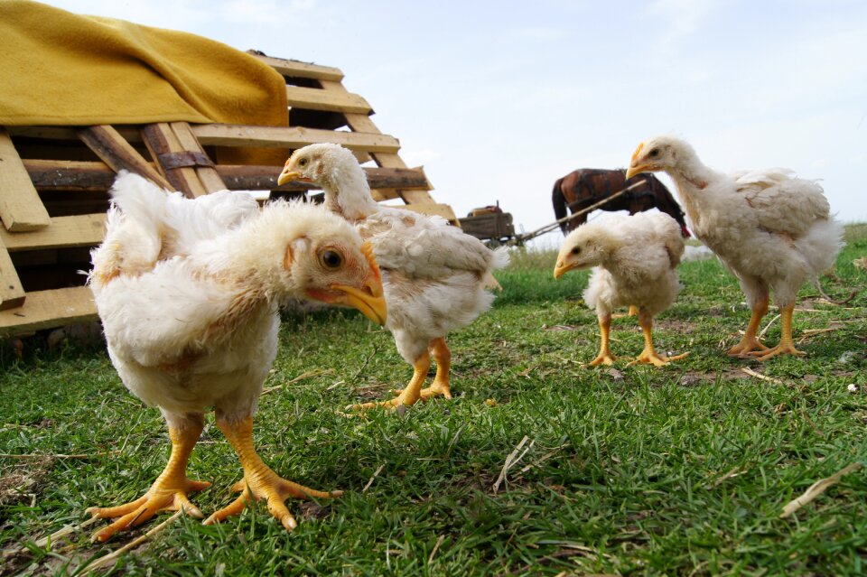 Chicken hen Free photos