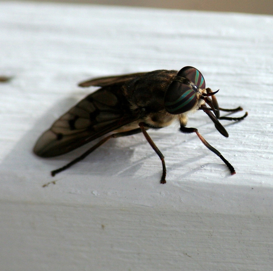 Bloodsucking pest wing