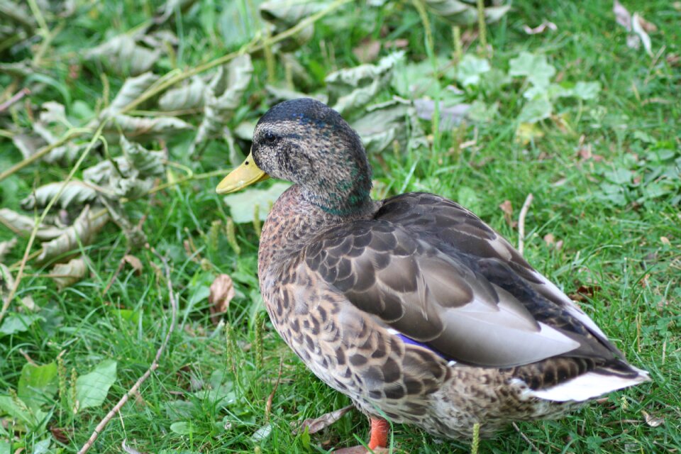 Duck bird animal