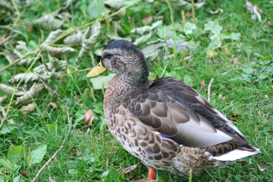 Duck bird animal photo