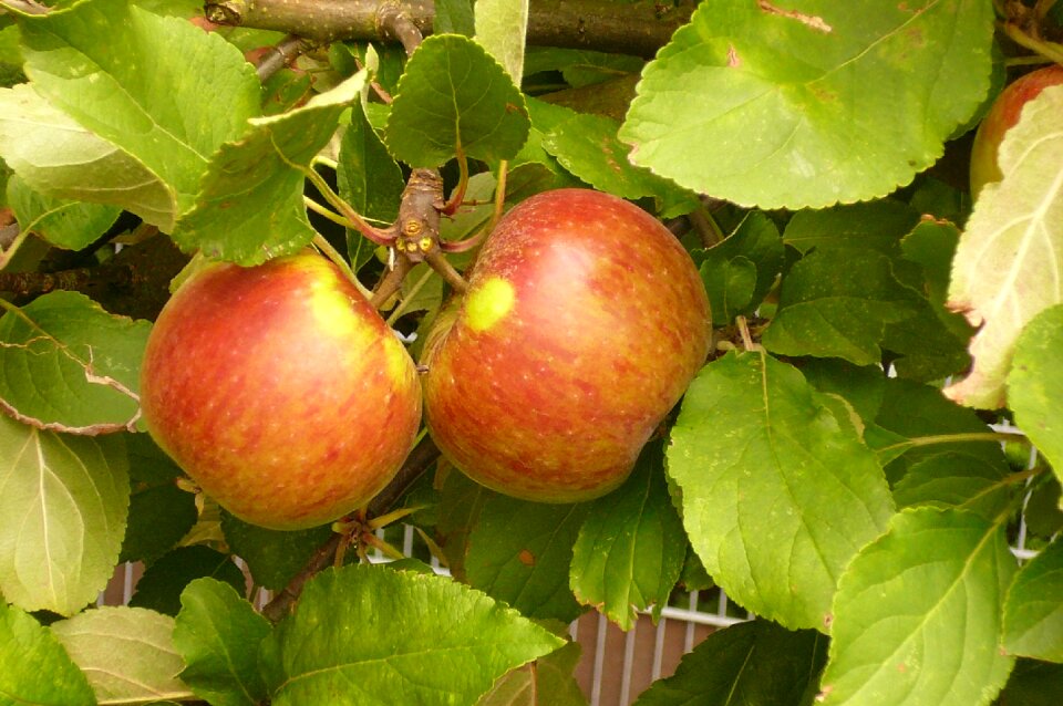 Healthy red green