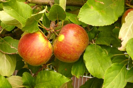 Healthy red green