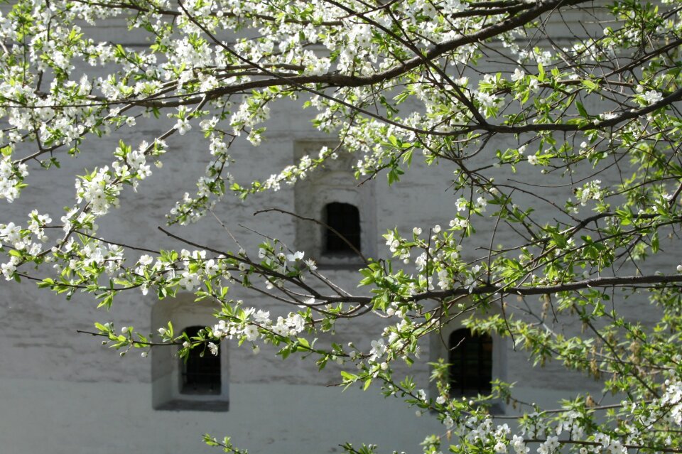 Tree green leaves branches