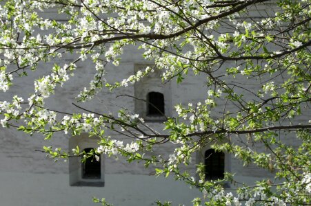 Tree green leaves branches