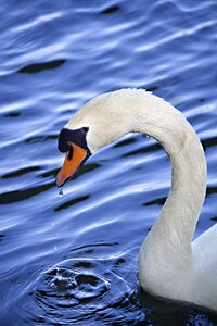 Blue animal portrait white