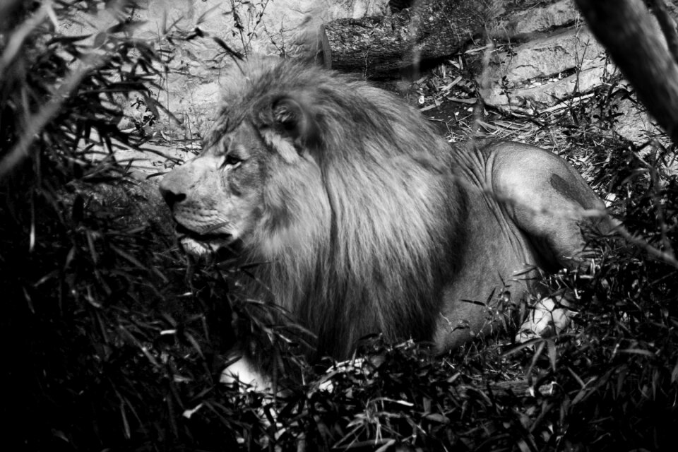 Predator africa carnivore