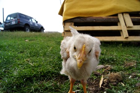 Chicken hen Free photos photo