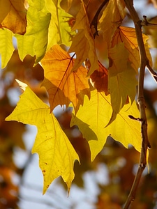 Common plane hybrid plane london plane