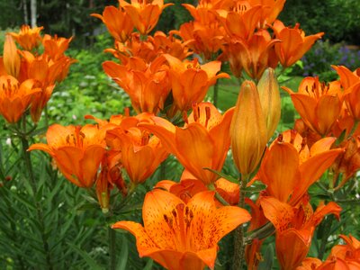 Brown lily garden lily