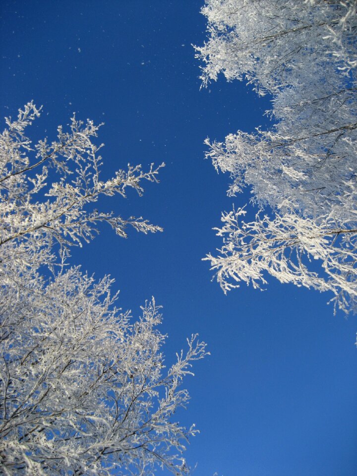 Branches winter sky