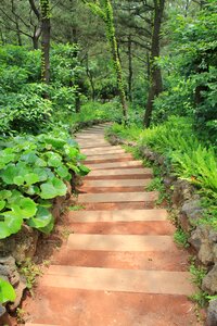 Nature stairs trail